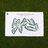 Four Oaks Country Club, Massachusetts - Printed Golf Courses