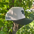 HG Icon Fern and Bone SnapBack Hat