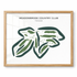 Meadowbrook Country Club, Texas - Printed Golf Courses